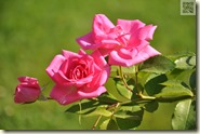 Rosenblüte im Rosengarten